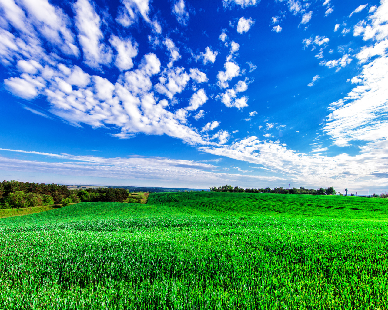 Зеленое поле пшеницы под красивым голубым небом с облаками
