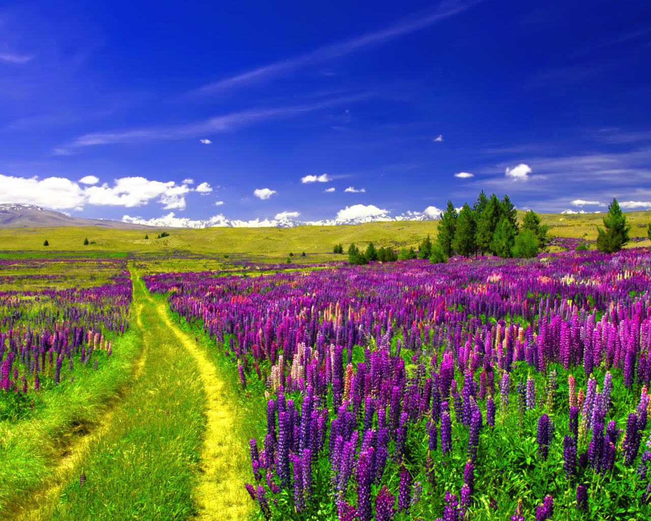 Поле люпинов под голубым небом 