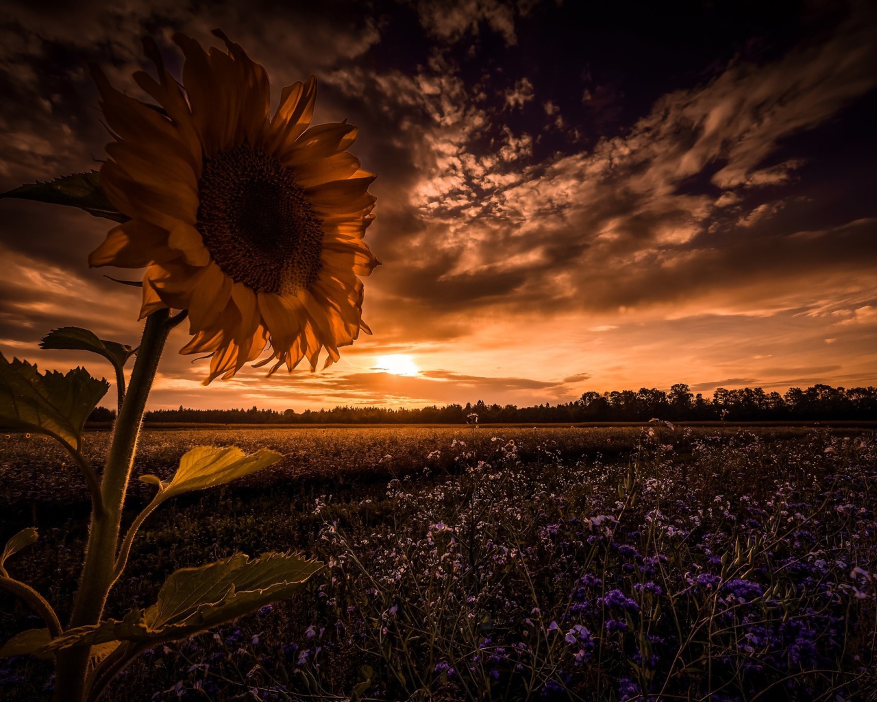 Подсолнух в поле с голубыми цветами на фоне неба 