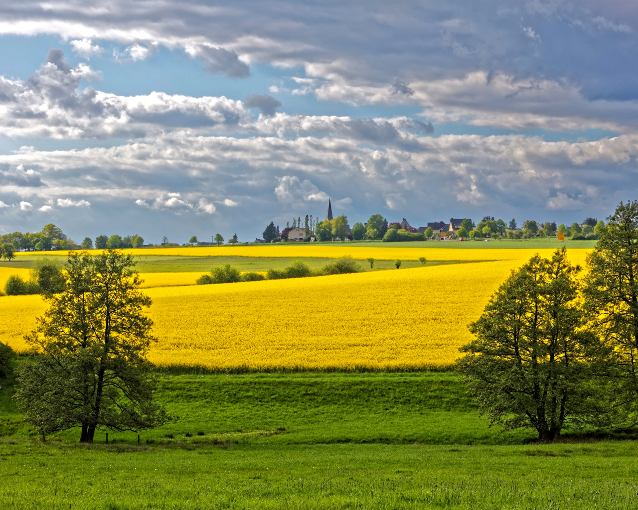 Желтое рапсовое поле в лучах солнца под голубым небом