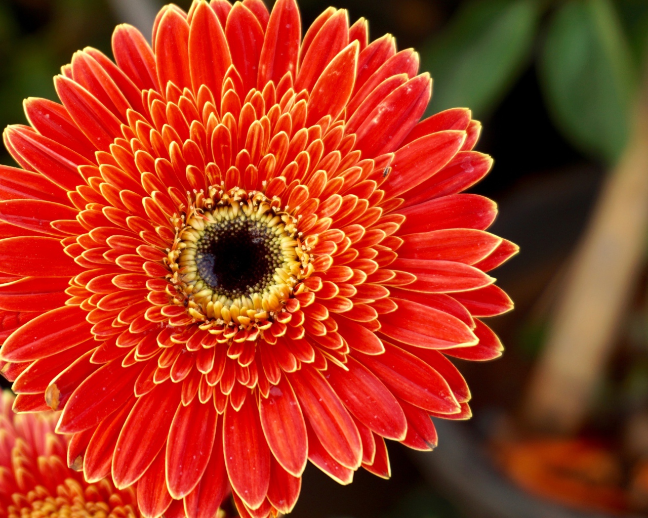 Одна прекрасная оранжевая гербера 