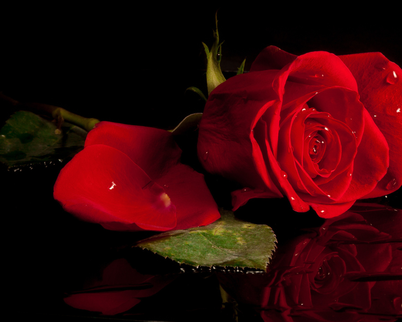 Красивая красная роза отражается в воде 