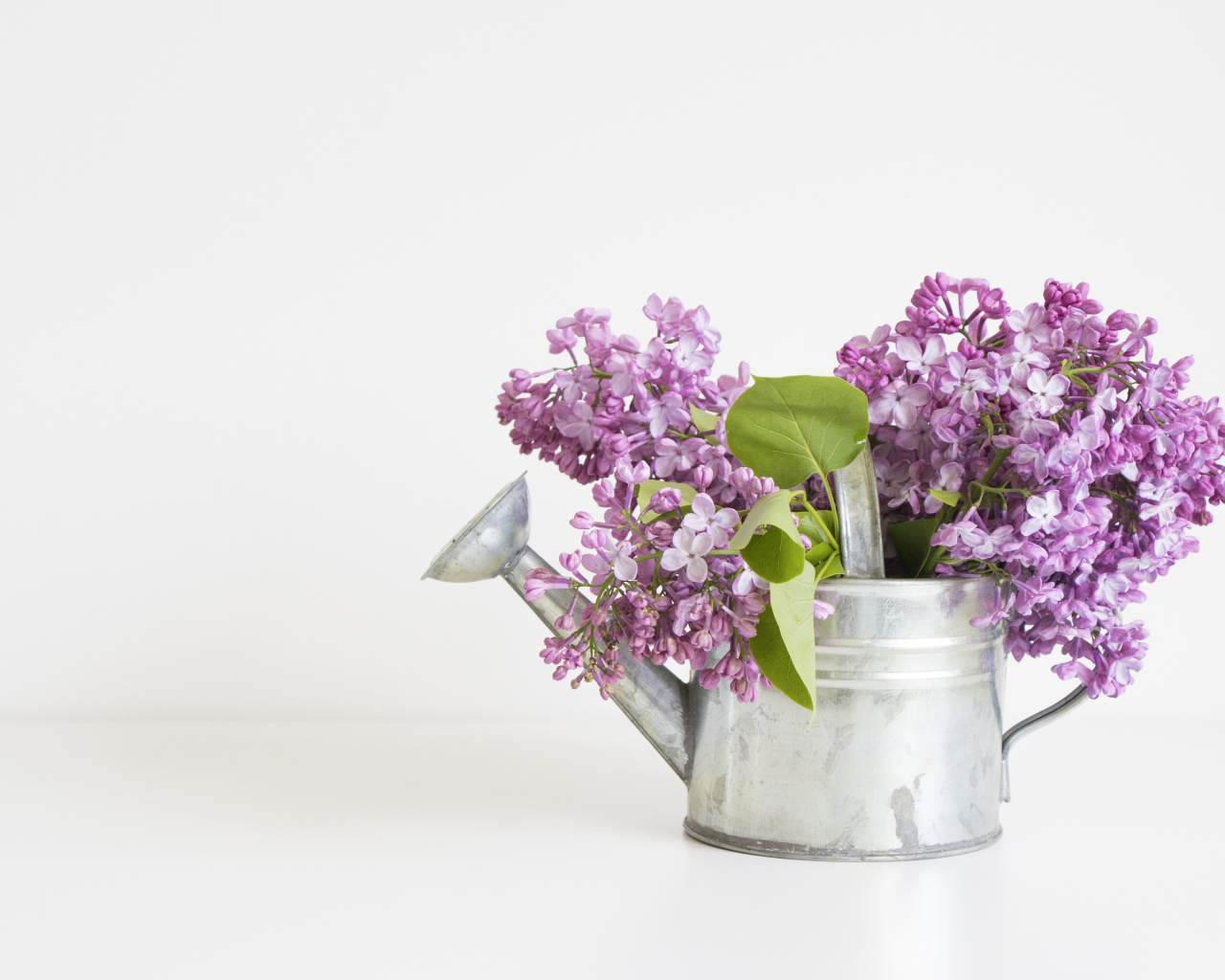 Букет сирени в лейке на сером фоне