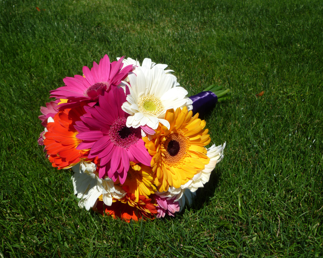 Букет разноцветных гербер лежит на зеленой траве