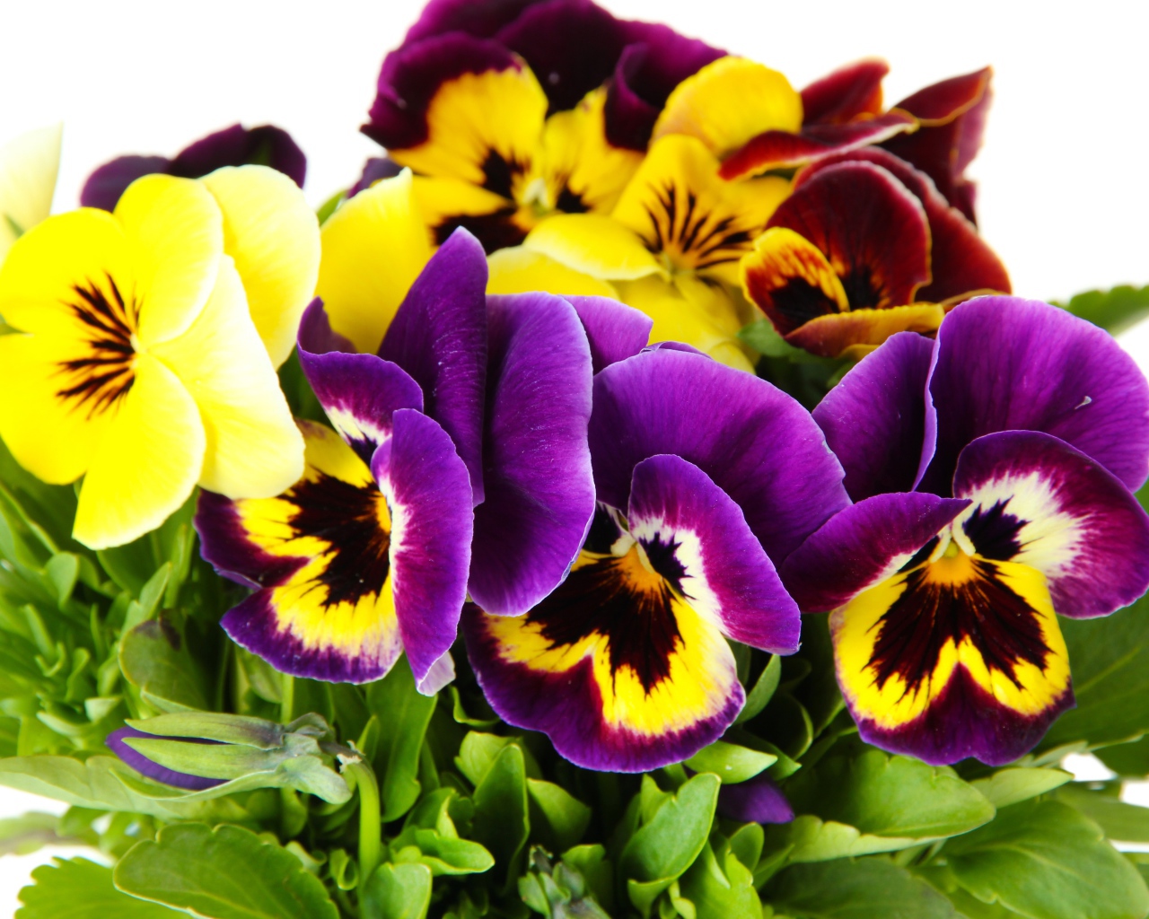 Букет цветов анютины глазки вблизи