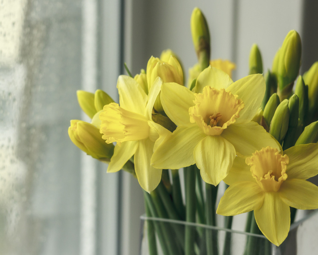 Букет желтых нарциссов в вазе у окна