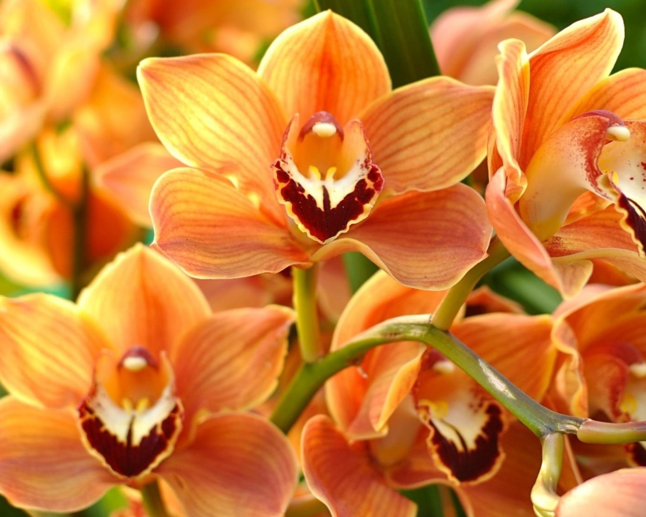 Ветка красивой экзотической оранжевой орхидеи