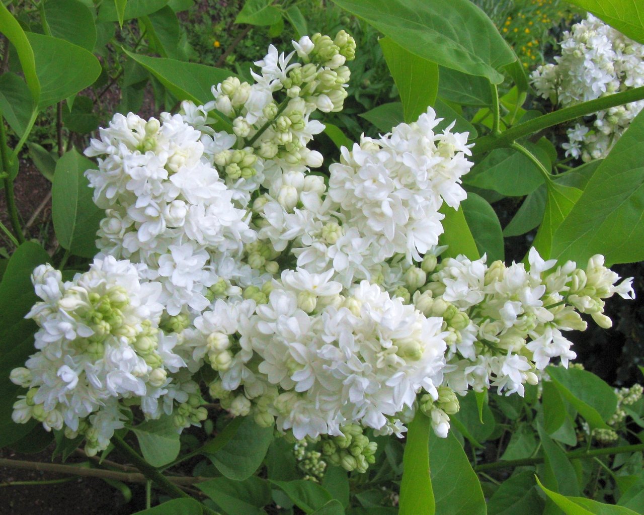 Ветка нежной сирени белого цвета