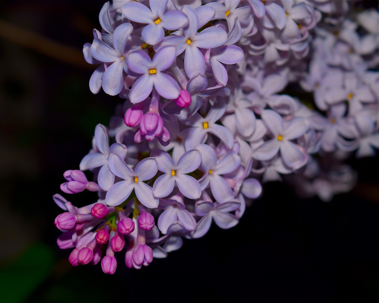 Ветка сиреневых цветов сирени крупным планом 