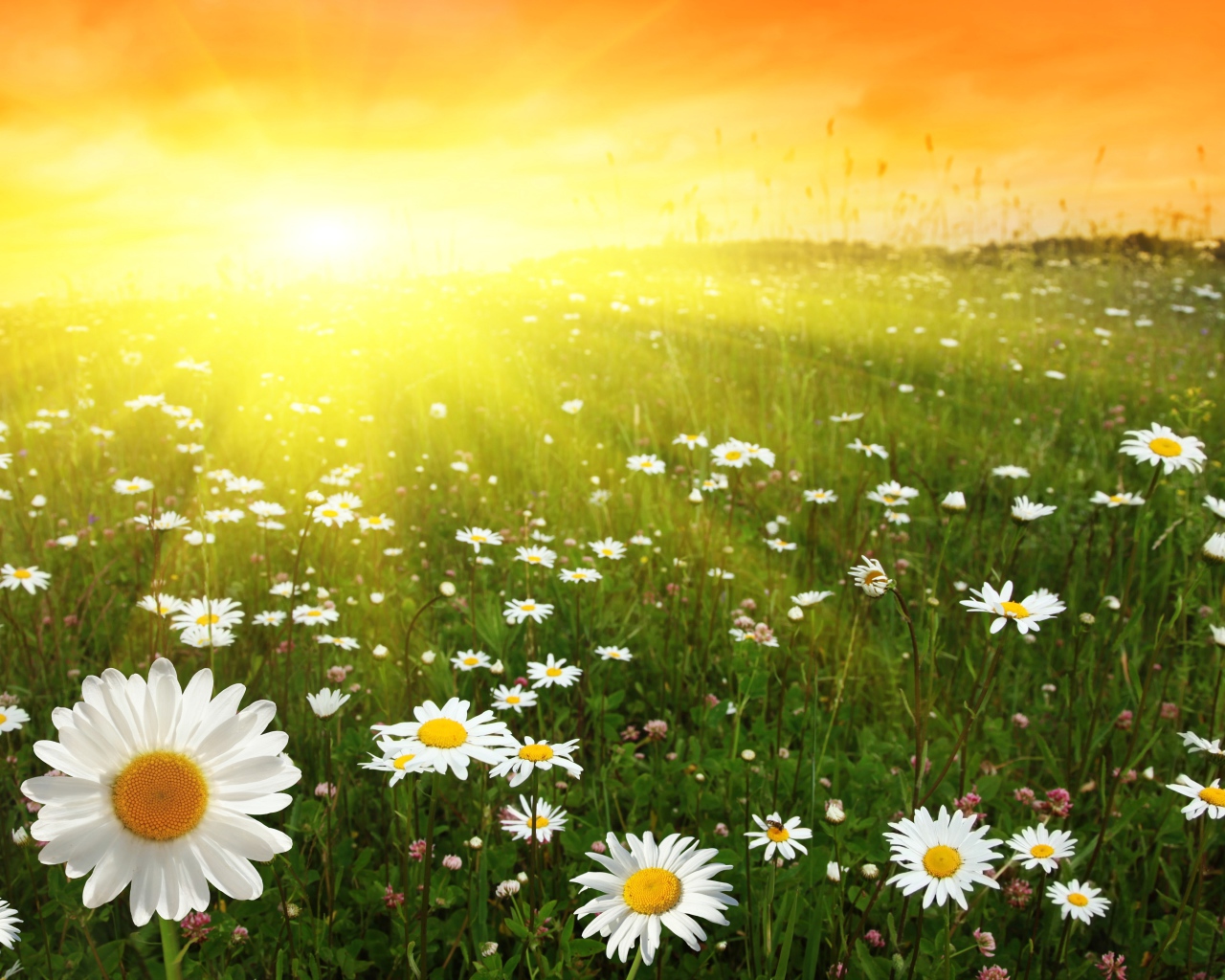 Ромашковое поле в лучах солнца на рассвете
