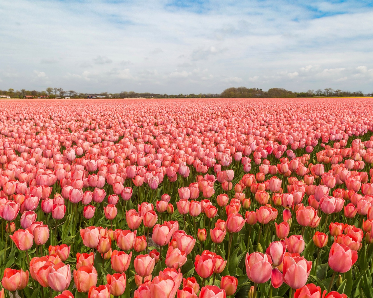 Поле красивых розовых тюльпанов под голубым небом