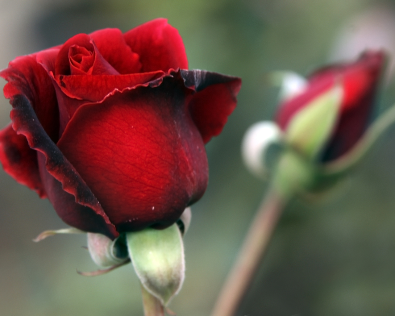 Цветок красной розы с бутоном крупным планом
