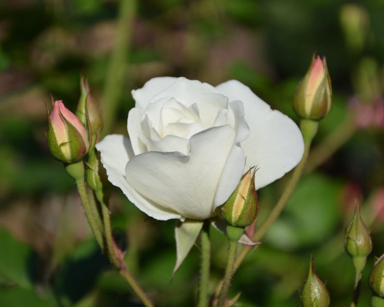 Нежная белая садовая роза 