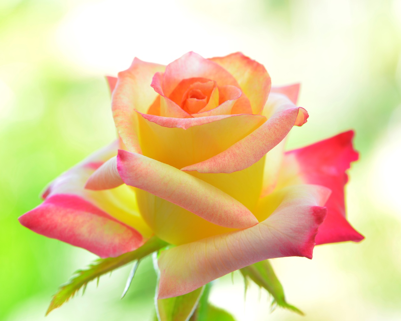 Нежная желтая роза с розовыми лепестками 