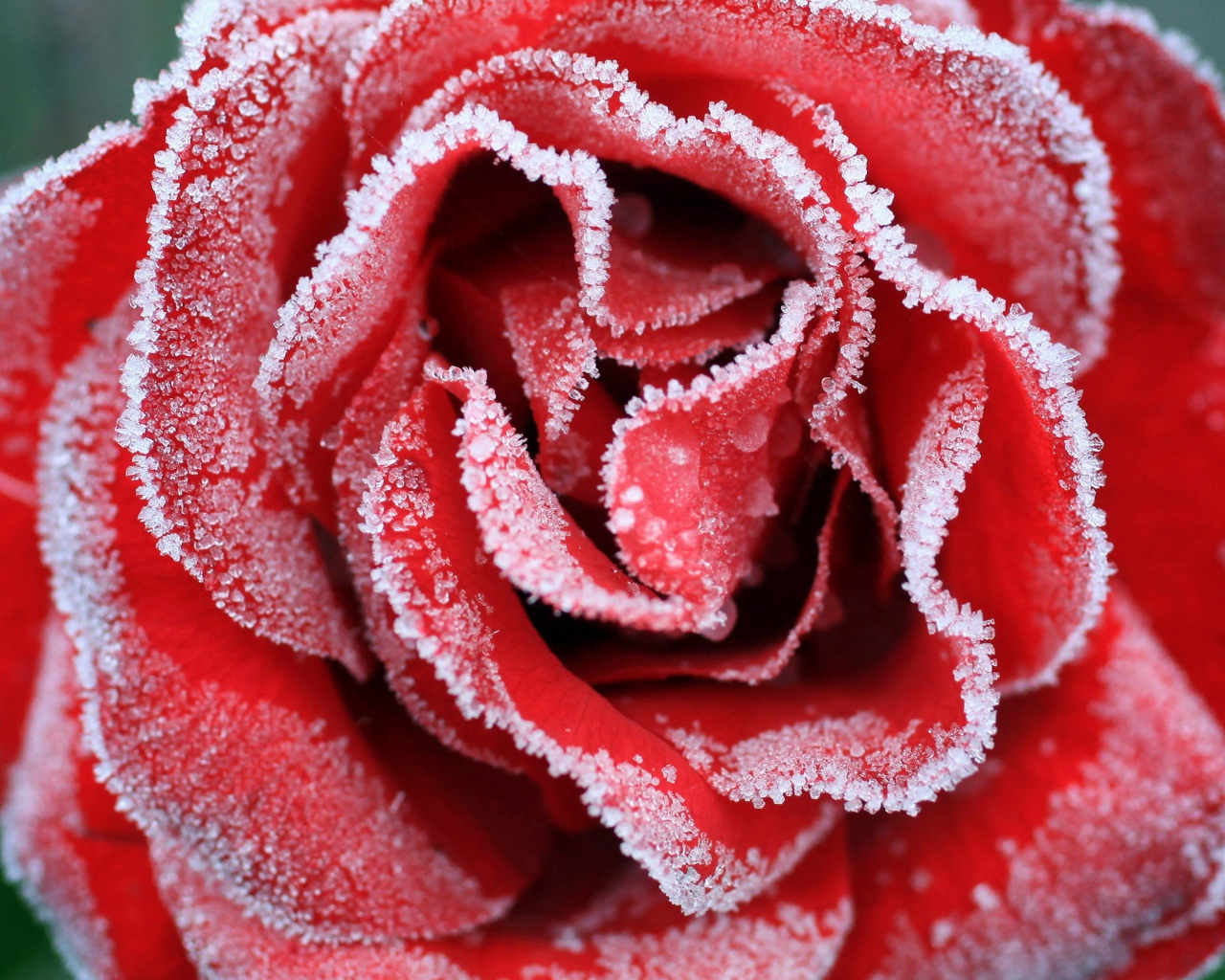 Большая красная роза покрыта инеем