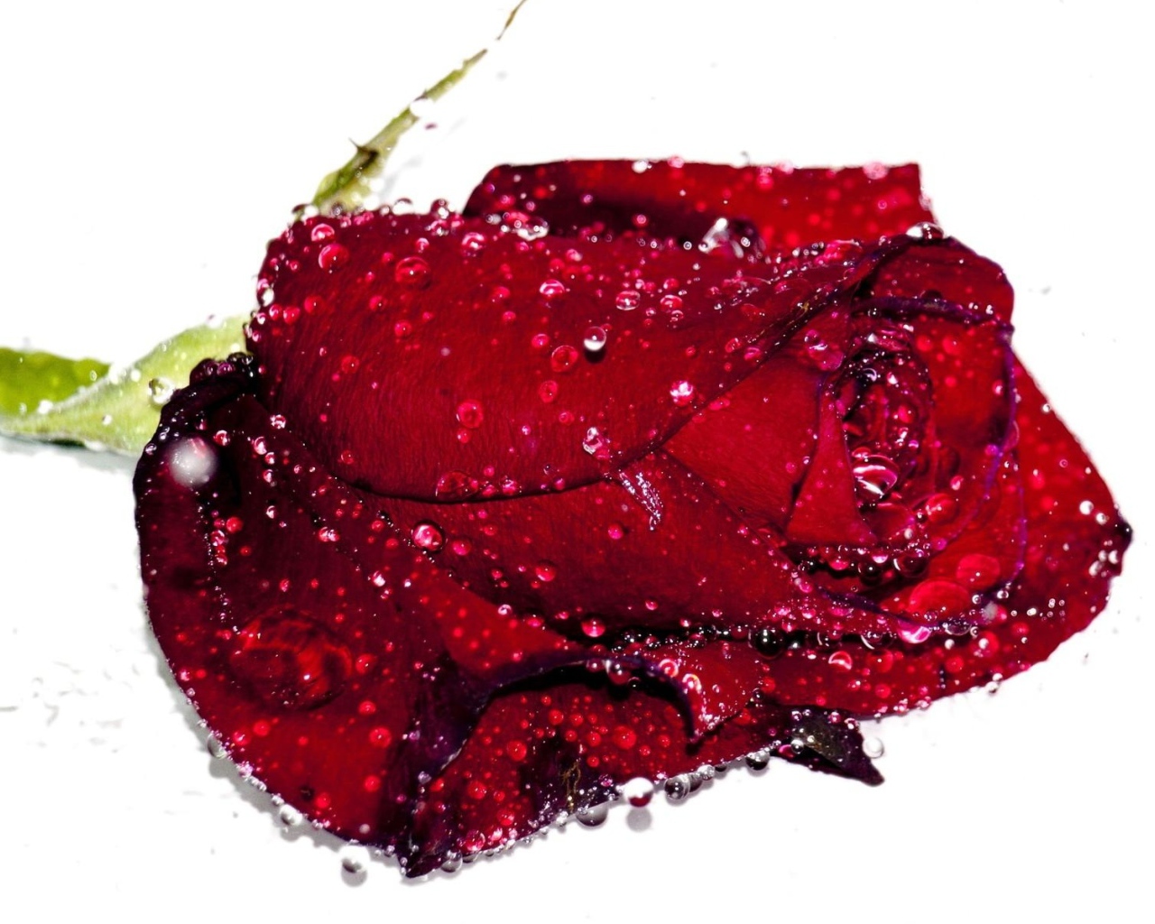 Бутон красной розы в каплях воды на белом фоне