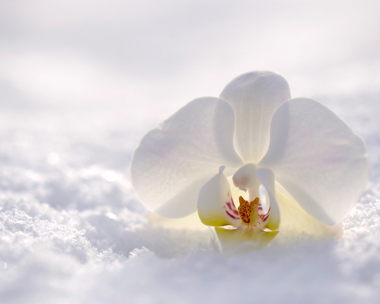 Нежная белая орхидея лежит на снегу