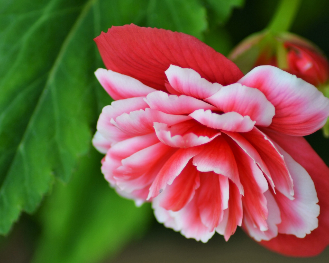 Красивый цветок бегония крупным планом