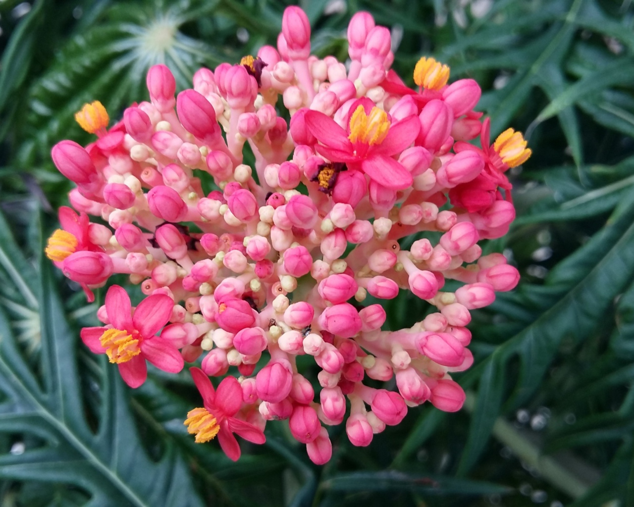 Красивый розовый цветок Ваточник 