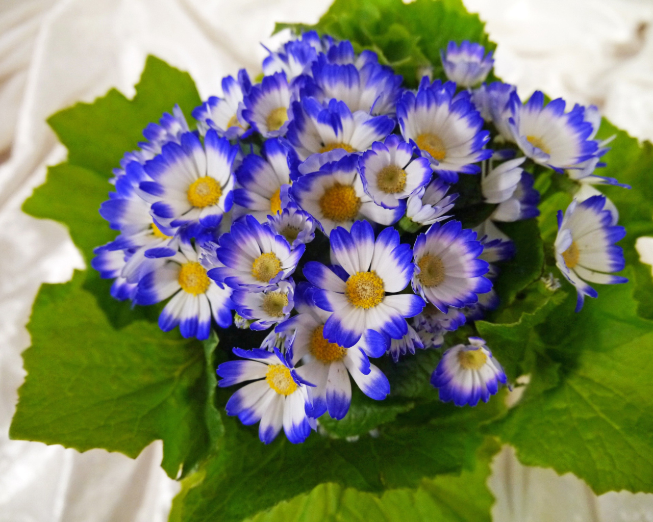 Красивые голубые с белым цветы цинерария 