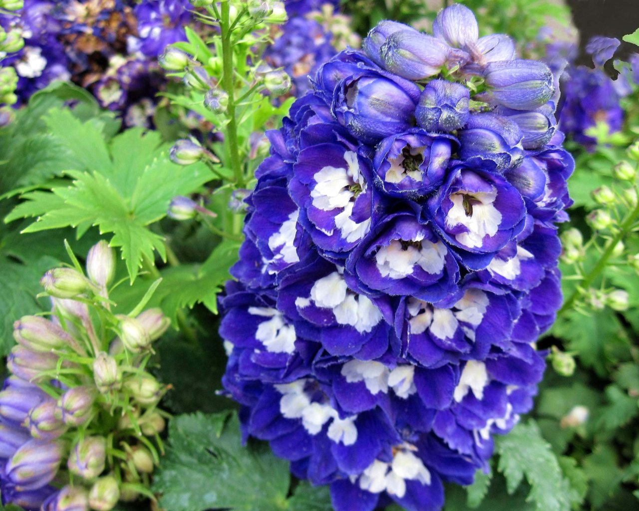 Красивый синий цветок дельфиниум крупным планом