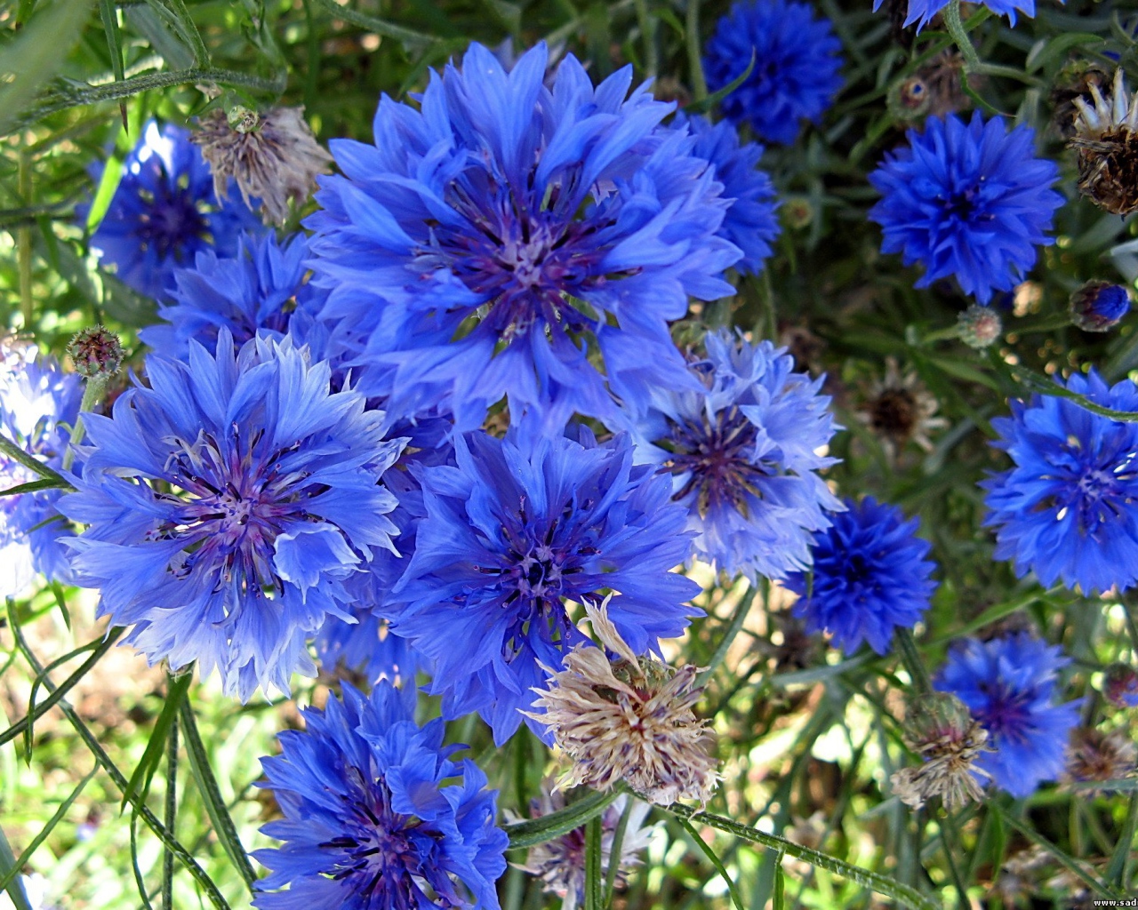 Красивые голубые цветы  васильки 