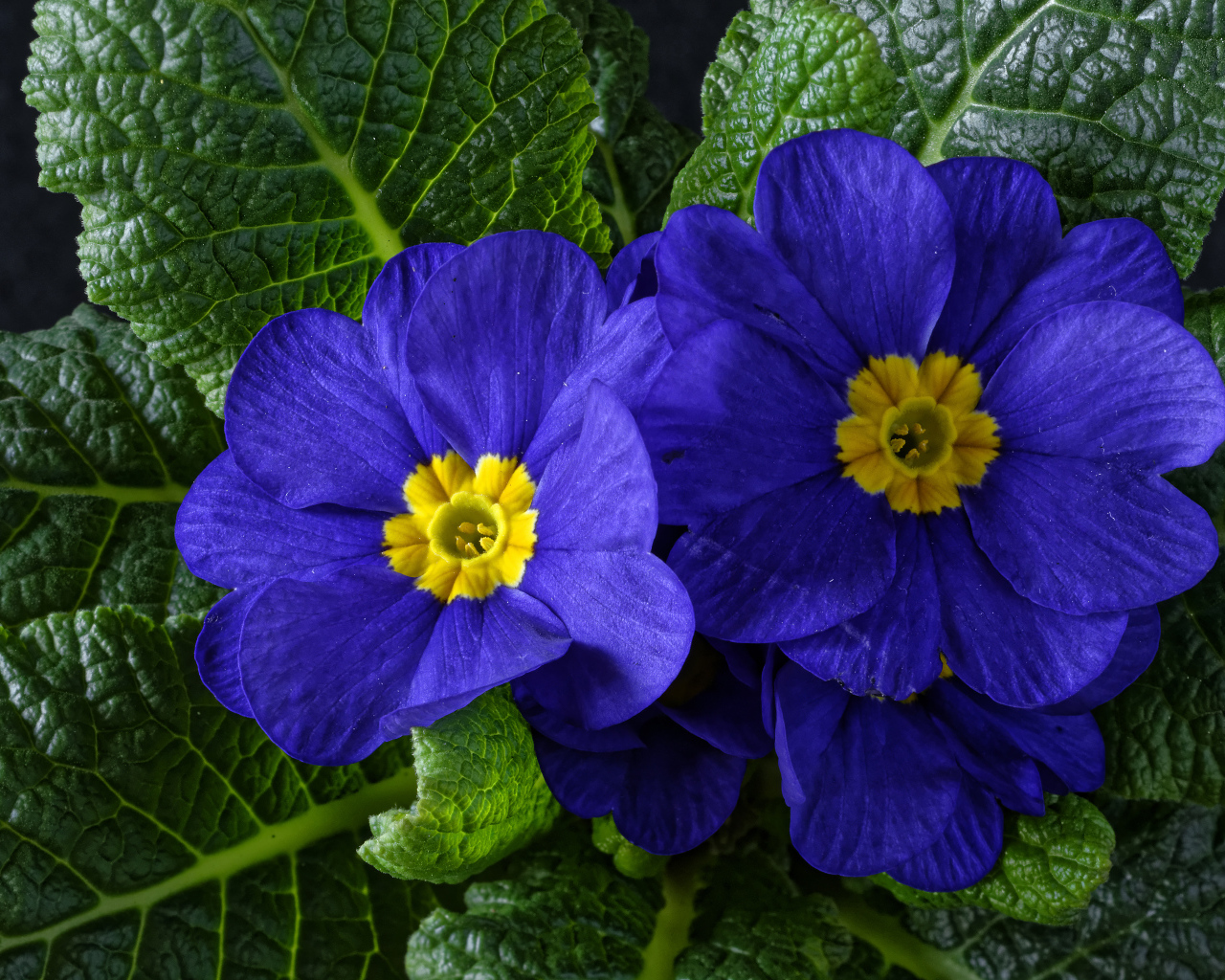 Красивые синие комнатные цветы примула