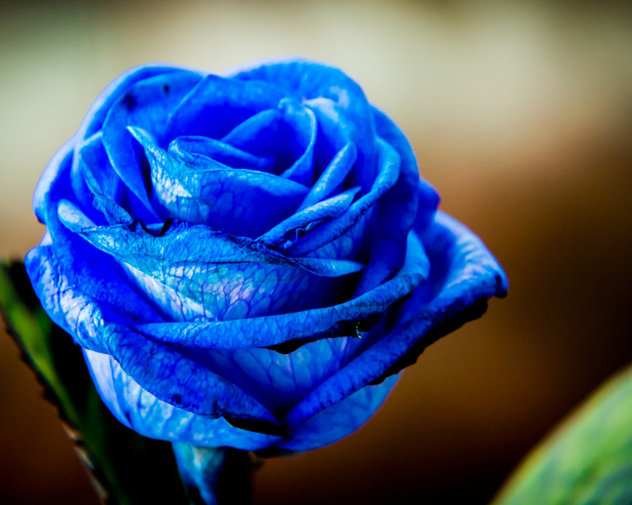 Красивая синяя роза крупным планом