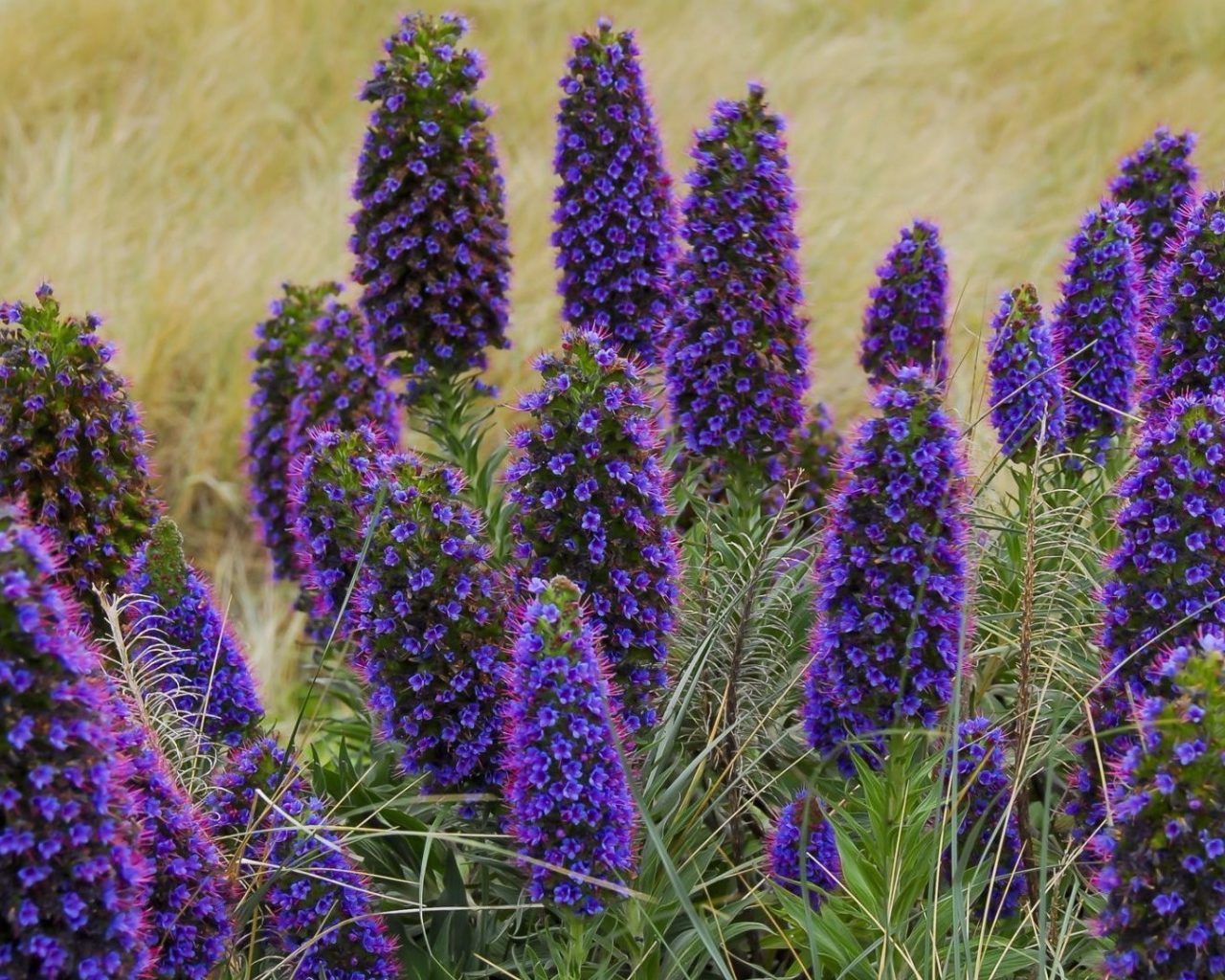 Красивые синие полевые цветы 