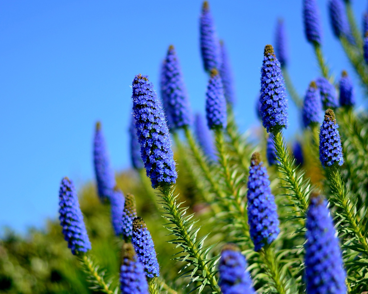 Красивые голубые полевые цветы на фоне неба 