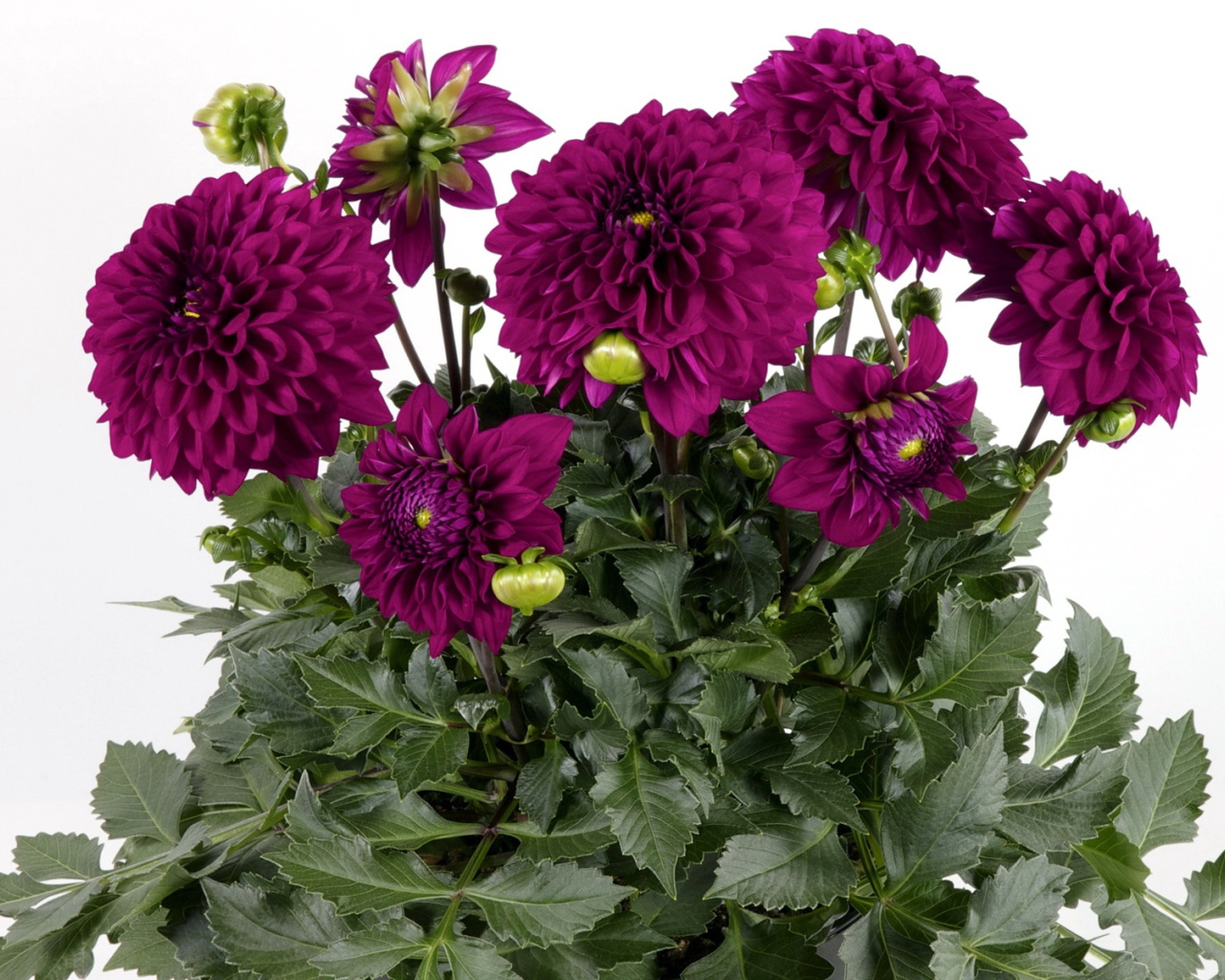 Красивый букет бордовых георгин на белом фоне