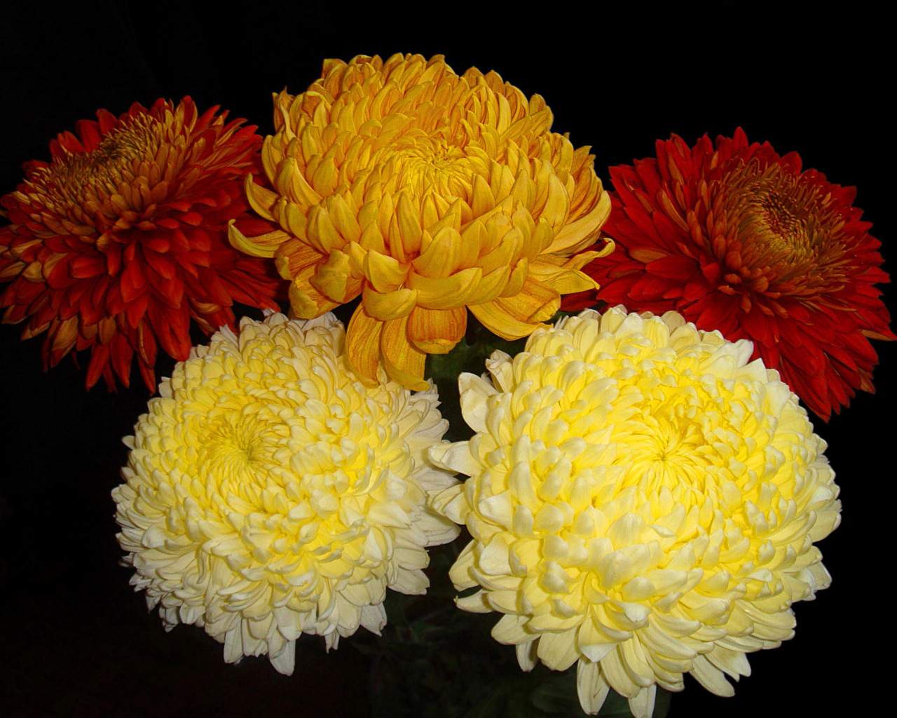 Красивый букет пышных хризантем 