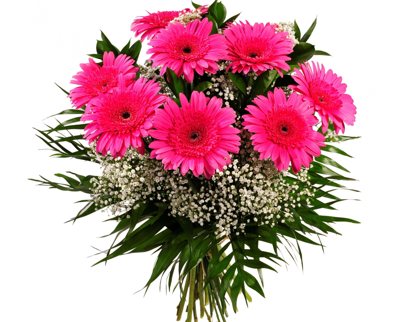 Красивый букет розовых гербер с зелеными листьями на белом фоне