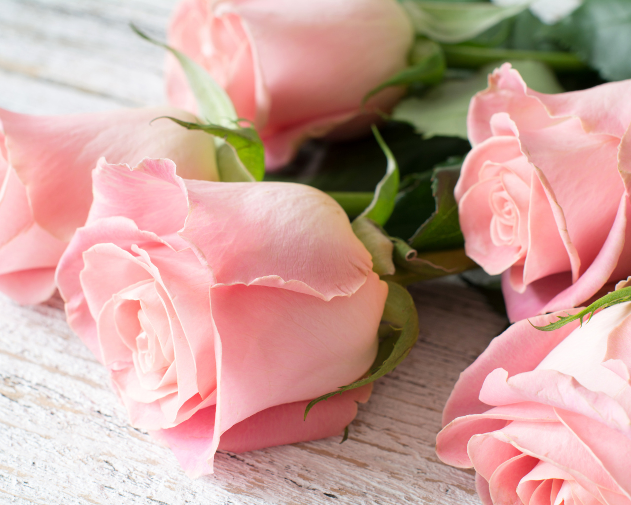 Красивый букет розовых роз крупным планом