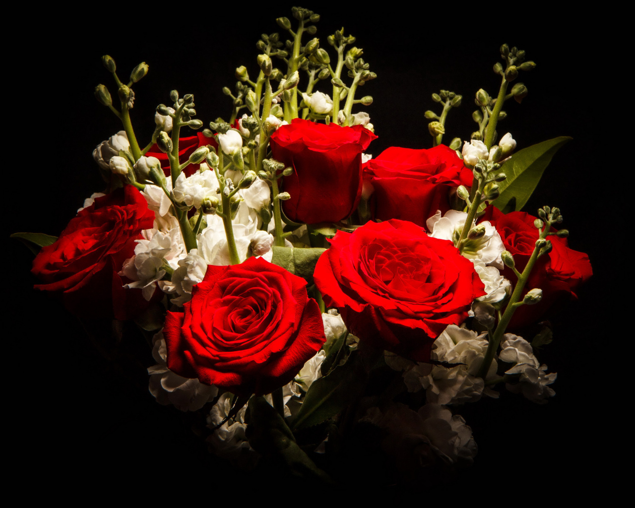 Красивый букет роз с левкой на черном фоне 