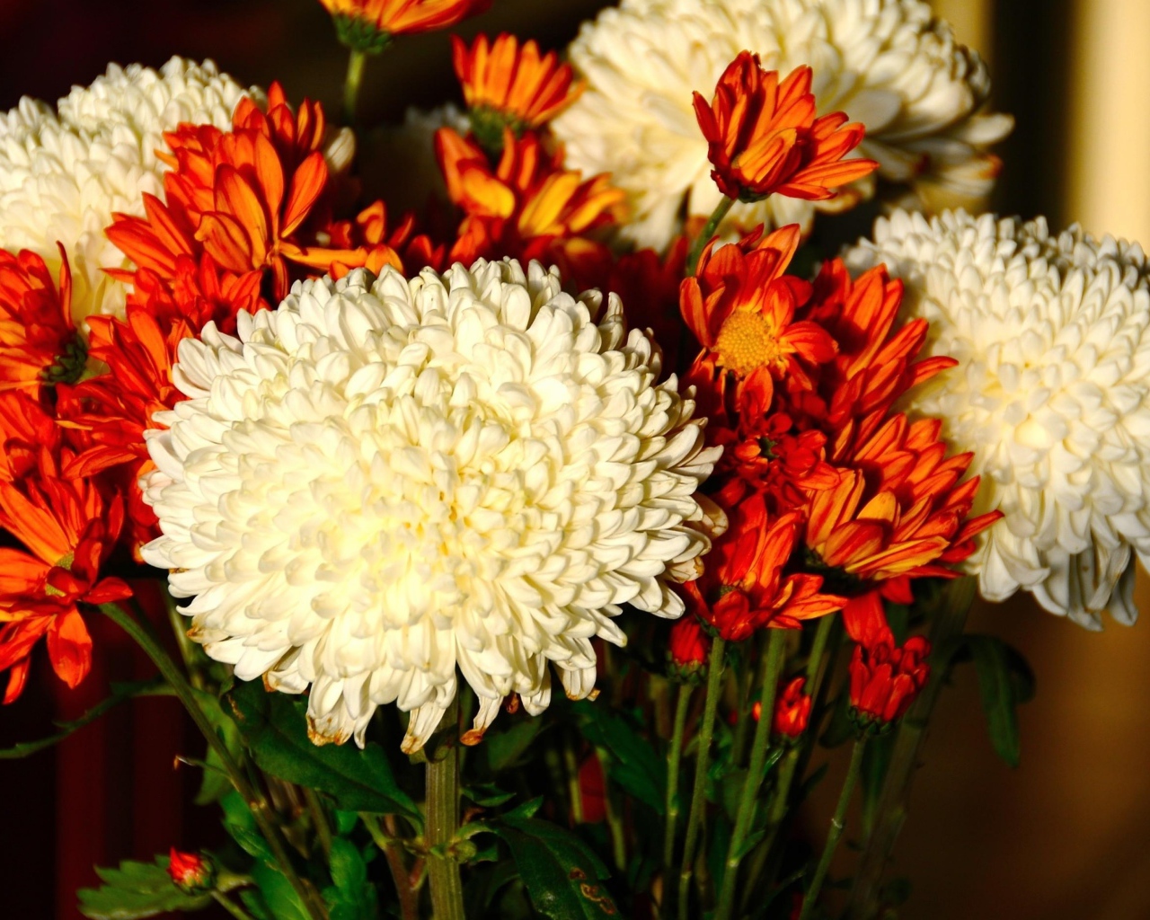 Красивый букет белых и оранжевый хризантем