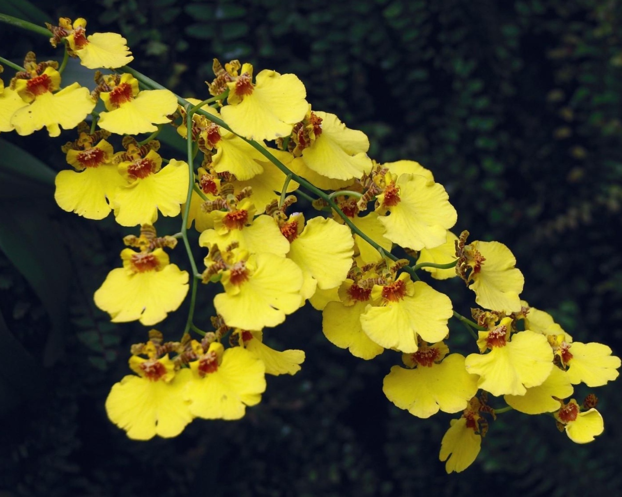 Красивая ветка желтой орхидеи