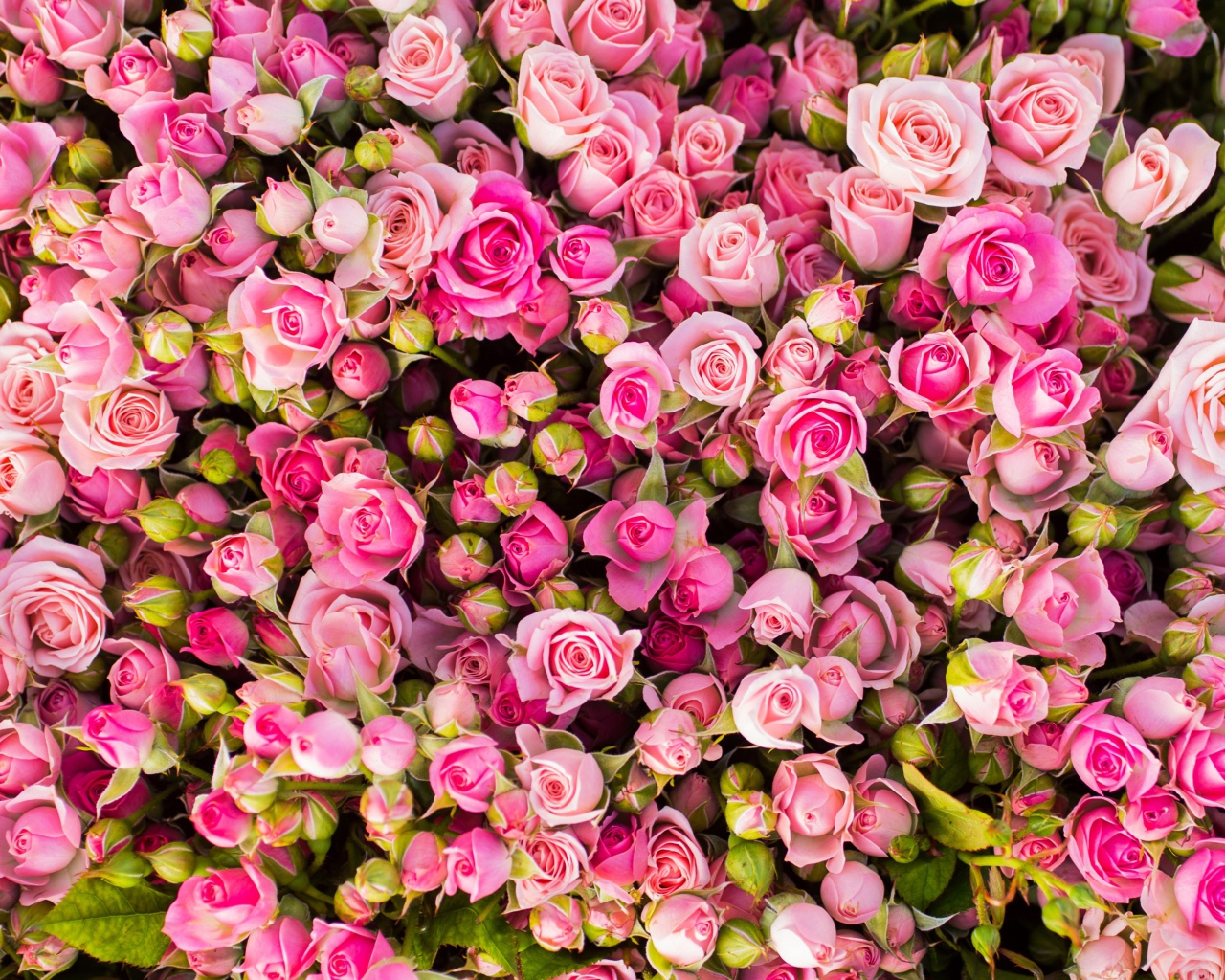 Красивые бутоны розовых роз 