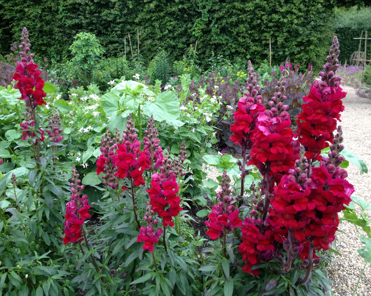 Красивые бордовые цветы львиный зев на клумбе