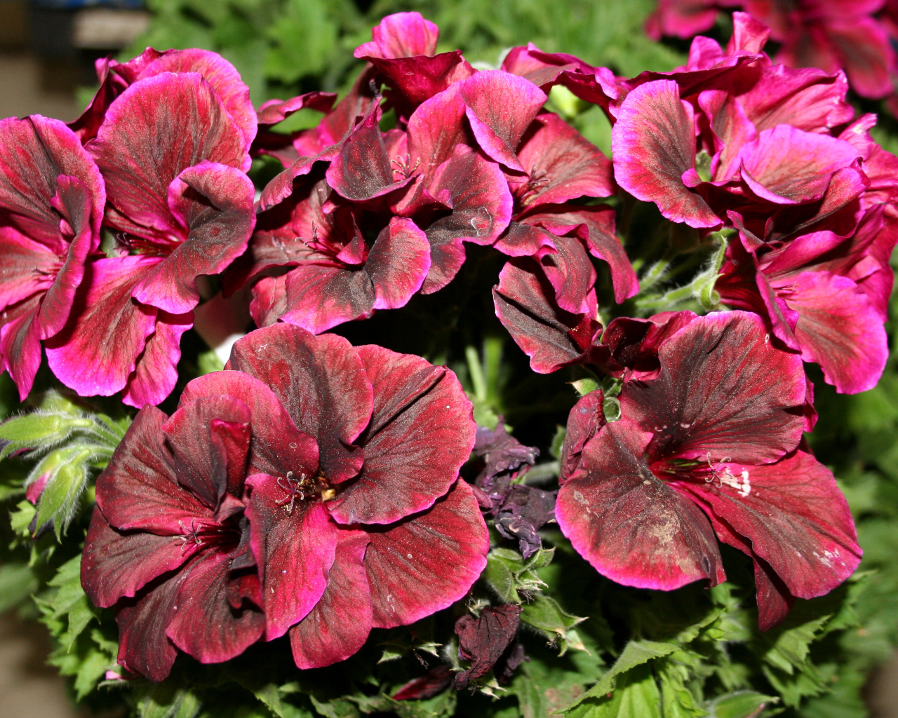 Красивые бордовые цветы герань крупным планом 