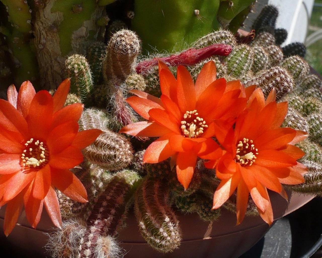 Красивый цветущий красными цветами кактус