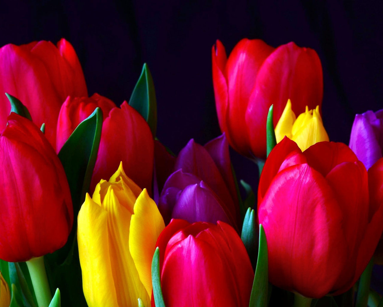 Красивые разноцветные тюльпаны 