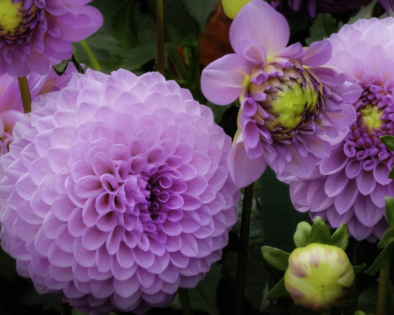 Красивые пышные сиреневые хризантемы 