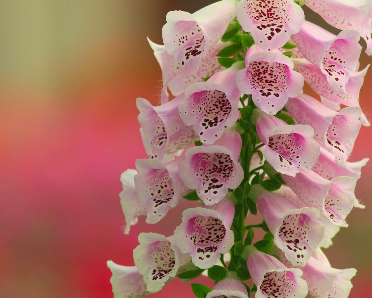 Красивые нежные розовые цветы наперстянка