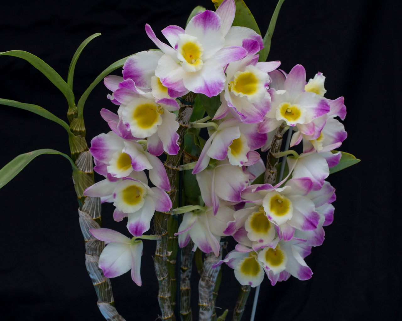 Красивые нежные бело - сиреневые орхидеи крупным планом