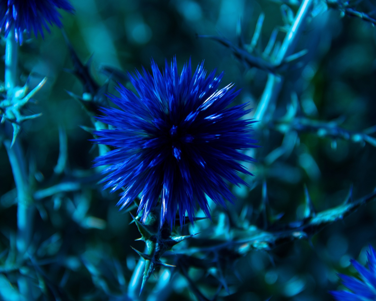 Красивые полевые синие цветы Мордовник шароголовый