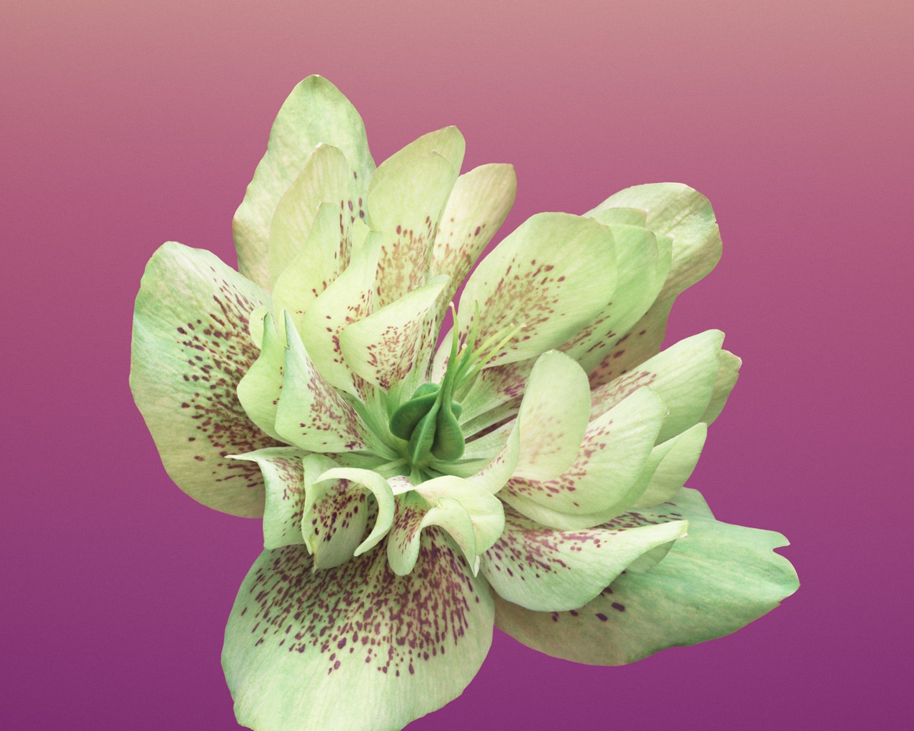 Красивый цветок крупным планом на розовом фоне