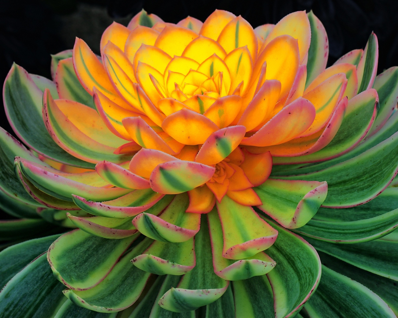 Красивый цветок каменная роза, молодило 