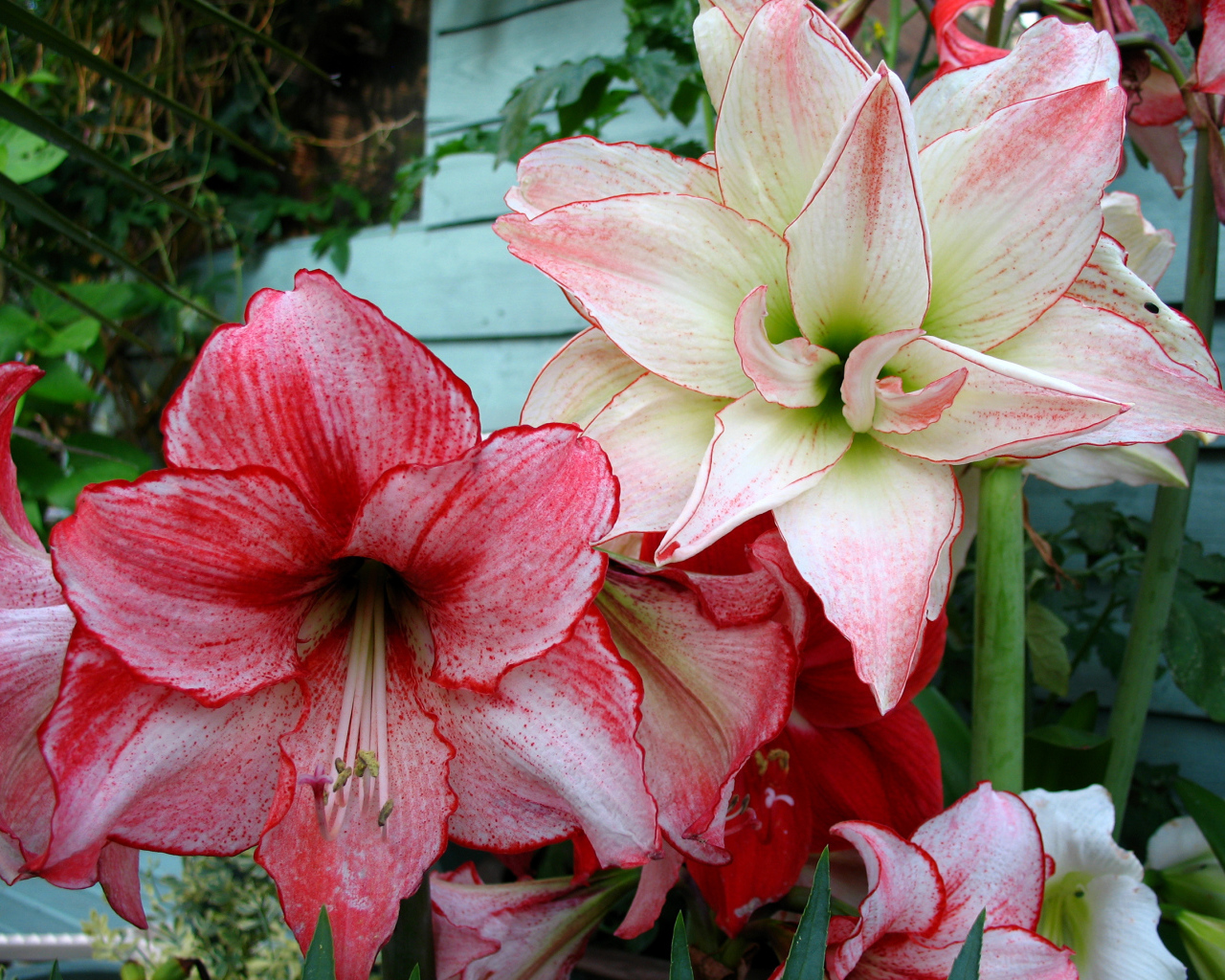 Красивые нежные цветы Амариллис крупным планом 