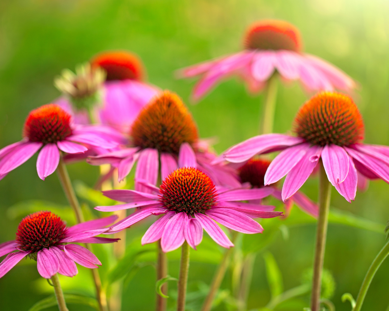 Красивые цветы эхинацеи крупным планом